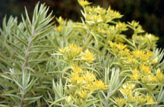 Sedum lineare variegatum
